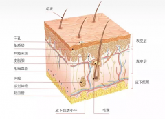 <b>從皮膚構(gòu)造，談?wù)勂つw管理的重要性，儀器配合更省心！</b>